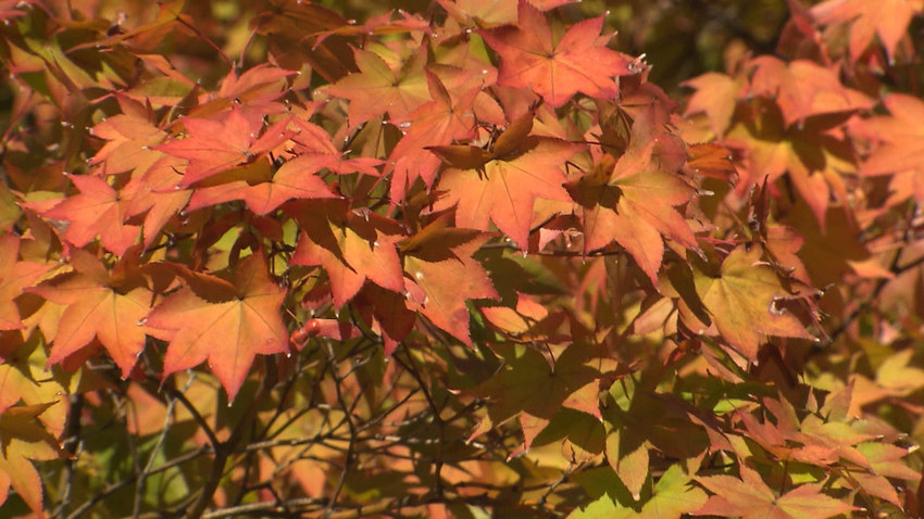 [내일날씨] 늦가을 향기 물씬…맑고 일교차 커