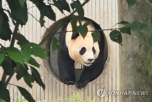 갑자기 경련  푸바오 이상징후  무슨 일이?